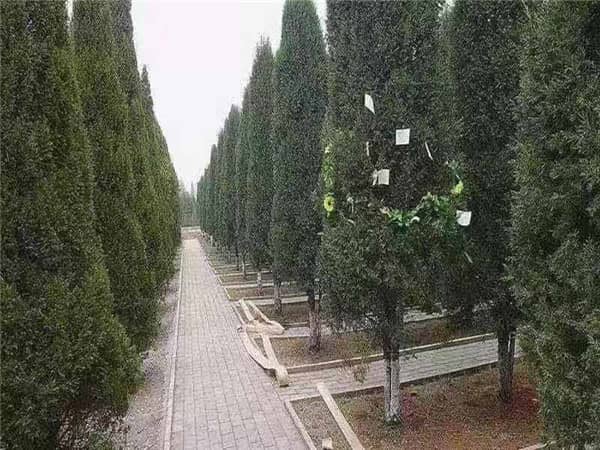 西安閻良漢皇樹葬墓園是什么樣的墓園，有哪些特色？
