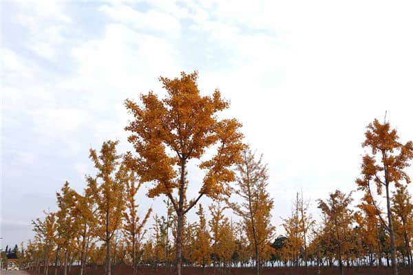 西安壽陽山墓園的位置、建立背景、環(huán)境