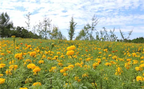 西安壽陽山公墓路線怎么走，寧靜安詳的景觀陵園