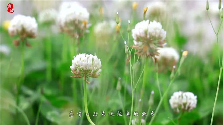 西安霸陵陵園的樹(shù)葬服務(wù)有哪些獨(dú)特之處?