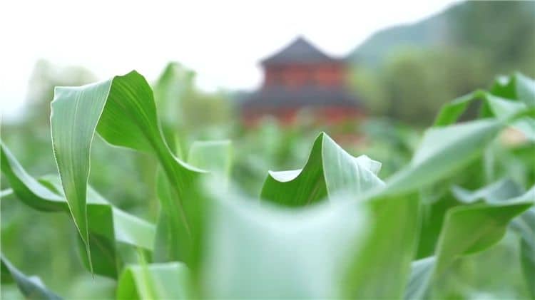 西安霸陵墓園新區提供的便民服務有哪些，如何提升客戶體驗？